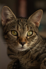 Retrato de un gato gris con rayas y ojos verdes 