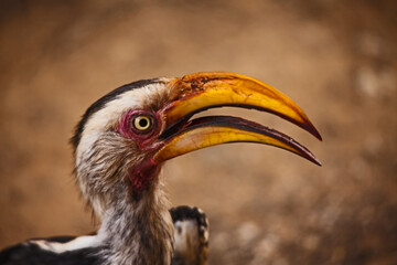 Southern Yellow-billed Hornbill (Tockus leucomelas) 14981
