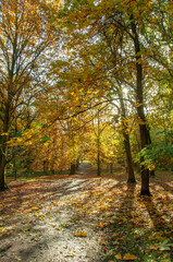 Autumn colours in the Malvern hills of England.