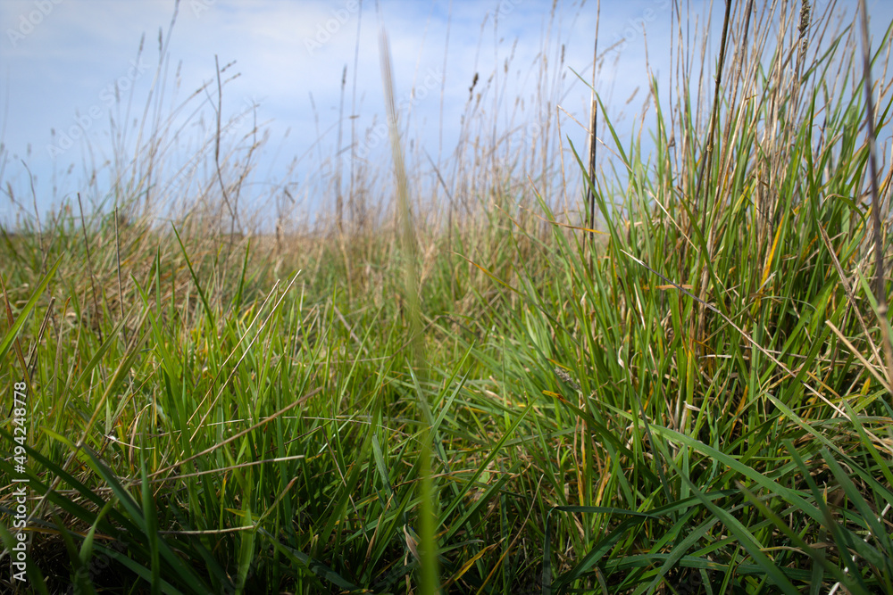 Wall mural Grass close up