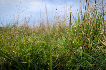 Grass close up