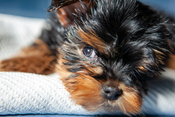 yorkshire terrier puppy