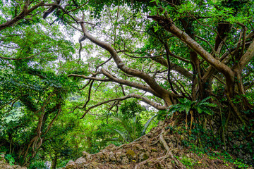 沖縄の力強く生える木々