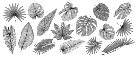 Set tropical leaf isolated. Vector illustration. 