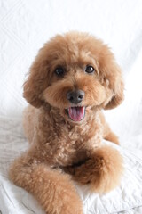 微笑んでるトイプードル
