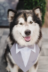 Funny and cute alaskan malamute dog at wedding dinner having fun with guests asking for food.