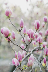 Beautiful spring background. Fresh pink magnolia blossom in the garden in sunlight.