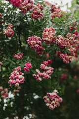 Beautiful floral background. Rose flowers after the rain in the garden in summer.