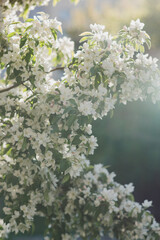 Beautiful spring background. Fresh white fruit tree blossom in the garden in sunlight.
