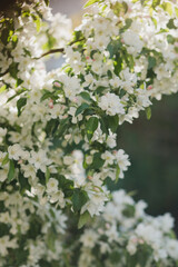 Beautiful spring background. Fresh white fruit tree blossom in the garden in sunlight.