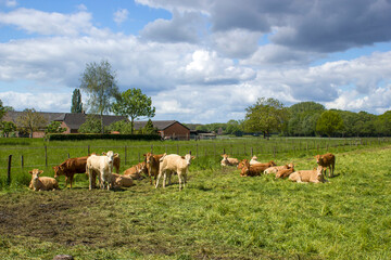 Cows grazing on a spring meadow in sunny day - german countryside landscape