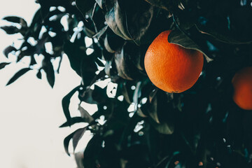 Ripe orange on a tree