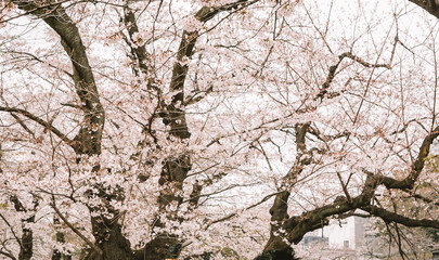 Tokyo in full cherry blossom season
