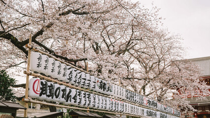 Tokyo in full cherry blossom season