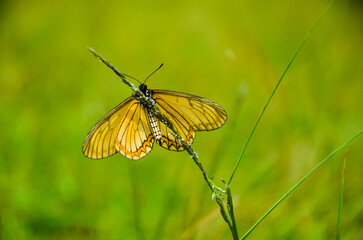 Closeup of an Acraea insects or brush footed butterflies from the family of heliconiinae sitting on the grass. Beautiful Acraea horta butterfly resting on the grass.