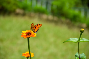 Beautiful argynnis hyperbius or brush footed butterfly sitting on the flower