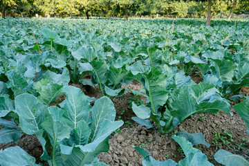 Naklejka premium Cauli flower, brassica oleracea, being cultivated in an agriculture field. View of green farming of a village in West Bengal, India.