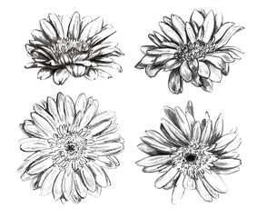 Pencil sketch in vintage style. Flowers of gerbera
