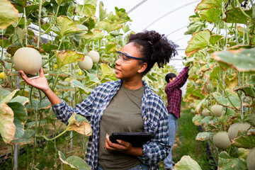 Portrait of Africa American farmer and diverse woman check quality products in melon farm examining...