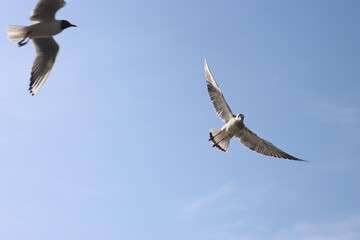 seagulls fly over the water and catch bread crumbs on the fly