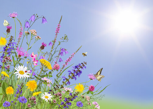 Colorful meadow flowers with insects and blue sky