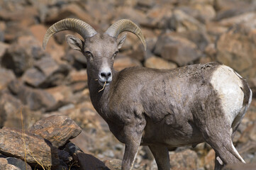 Portrait of a Desert Bighorn Sheep, Ovis canadensis nelsoni, shown in Death Valley National Park.