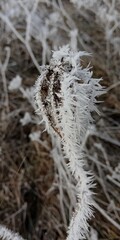 Frost on the grass