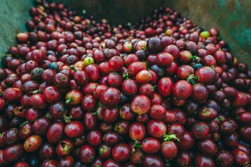 Fruit, coffee and fresh coffee beans, coffee, berries in fermentation and washing, wet processing...