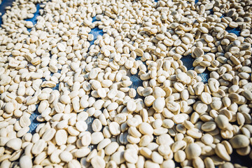 Fruit, coffee and fresh coffee beans, coffee, berries in fermentation and washing, wet processing method.