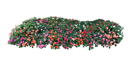 Tropical plant flower bush shrub tree isolated on white background with clipping path.