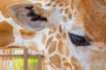 one beautiful giraffe stands in the zoo close-up