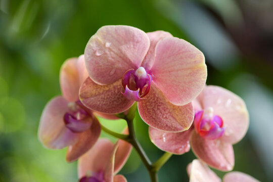 macro photography of orchid in a botanical garden