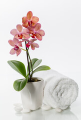 spa composition with towel and beautiful pink orchid
