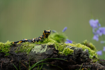 Fire salamander, salamandra salamandra, looking sideways from a moss covered tree in forest. Patterned toxic animal with yellow spots and stripes in natural habitat.
