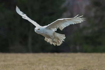 Snowy owl (Bubo scandiacus) spreads its wings as he takes off from a post to hunt in Quebec, Canada