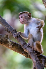 Toque macaque monkey climbs onto a slender tree trunk in the shade of the tropical rain forest, cheek pouch full of collected food.