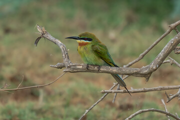 European bee-eater ( Merops apiaster ) is sitting on a twig