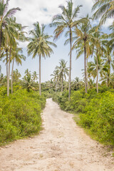 Fototapeta na wymiar Road in tropical rainforest. High palm trees in tropical countryside. Vacations in Africa. Exotic nature. Tropical landscape with coconut palm trees. Path in jungle. Hot day in Tanzania.