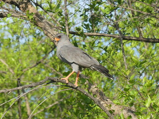 Dark chanting goshawk