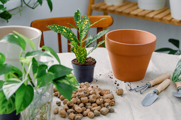 Preparation for potting houseplants using clay flowerpot, shovel and rake, soil, expanded clay for drainage. Codiaeum gold sun potted in a temporary flowerpot and ready for transplanting.