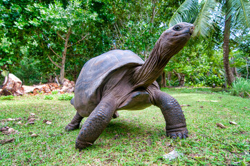 Aldabra giant tortoise.