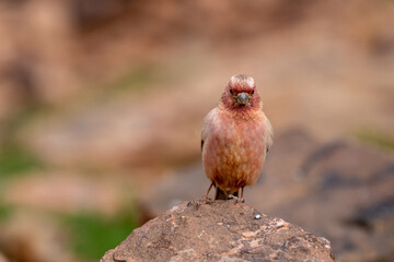 Sinai rosefinch (Carpodacus synoicus), Wadi Rum, Jordan.