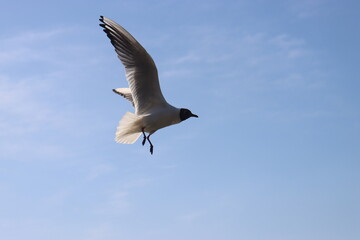 
seagulls fly over the water and catch bread crumbs on the fly
