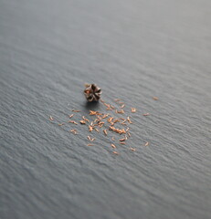 Seeds of Cistus monspeliensis, rockrose, ornamental and medicinal plant, on grey stone background