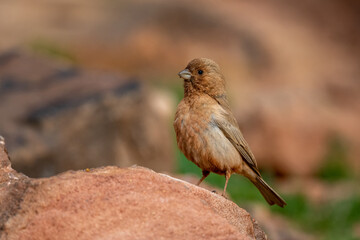 Sinai rosefinch (Carpodacus synoicus), Wadi Rum, Jordan.