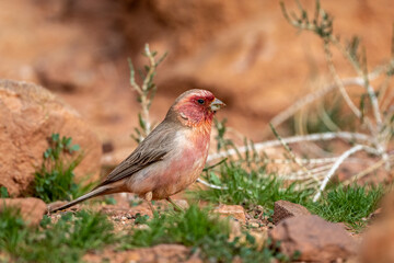 Sinai rosefinch (Carpodacus synoicus), Wadi Rum, Jordan.