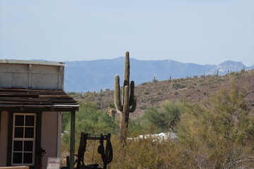 Saguaro Cactus with a building
