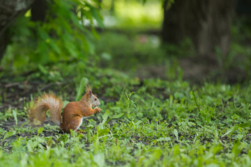 Squirrel eats in a city park in spring