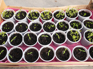 Plant sprouts in reused plastic cups, home gardening concept