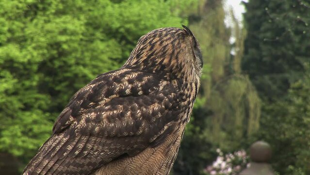 Eurasian great horned owl or Eagle owl Bubo bubo